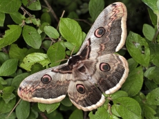 Saturnia pyri самка